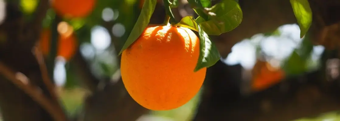 Sådan beskærer du frugttræer i haven uden at skade naturen